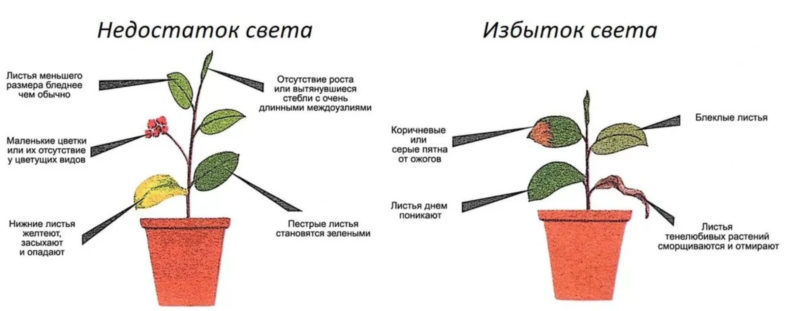 липса и излишък на светлина за растенията