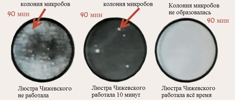 Ползите и вредите от полилея Чижевски