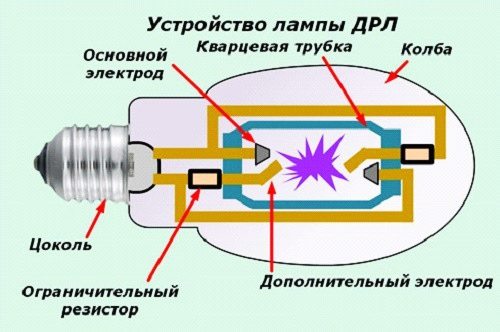 Описание на основните видове крушки