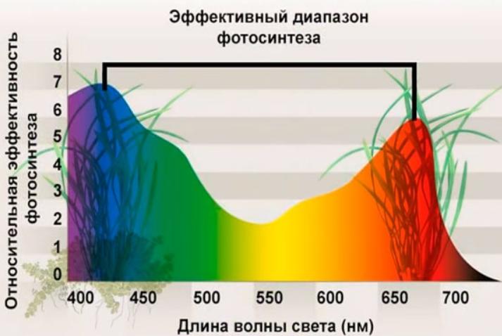 Ефективен диапазон за фотосинтеза на растенията.